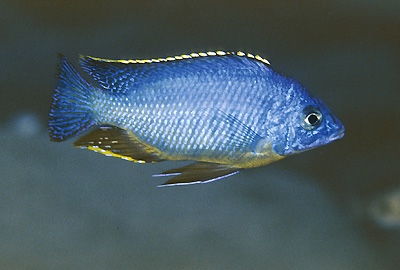 Protomelas taeniolatus 'Lupingu'